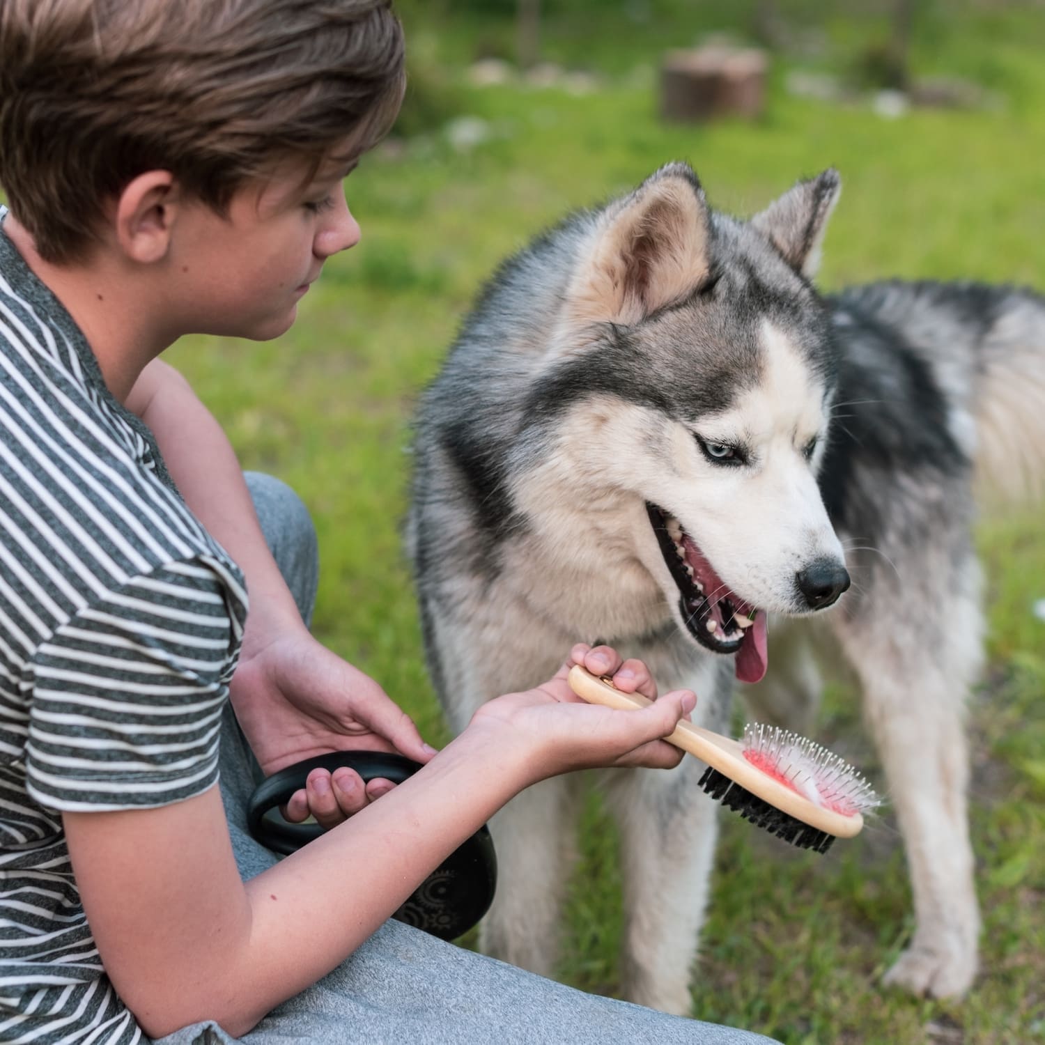 animal care level 3