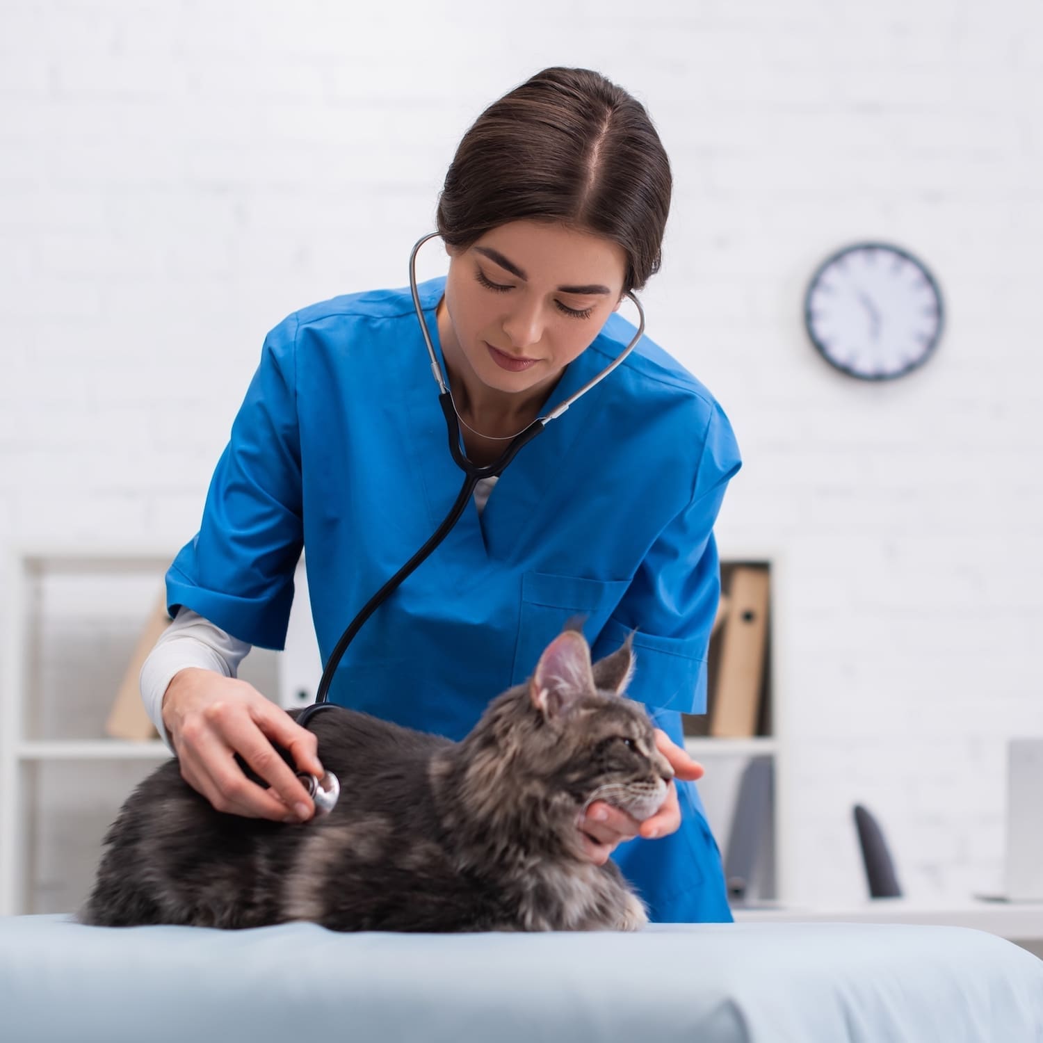 veterinary support assistant level 3