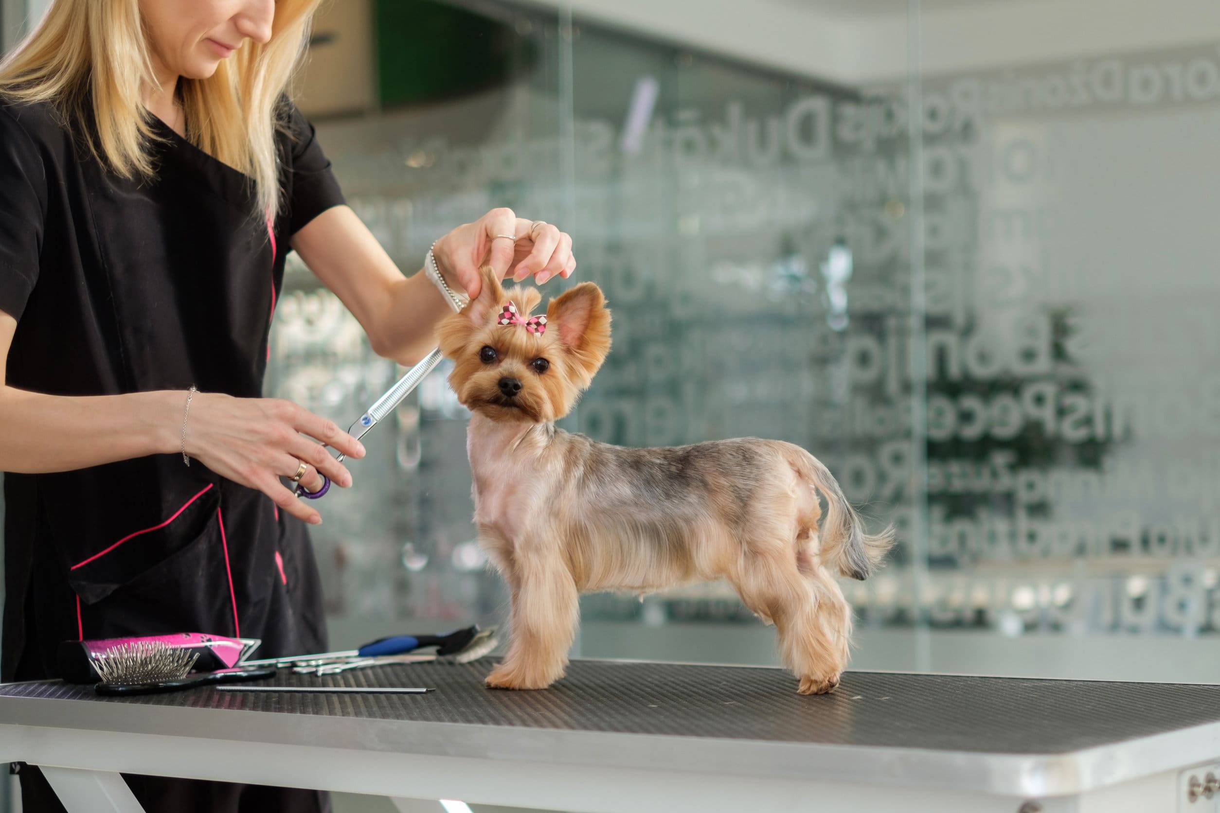 How to become a dog groomer
