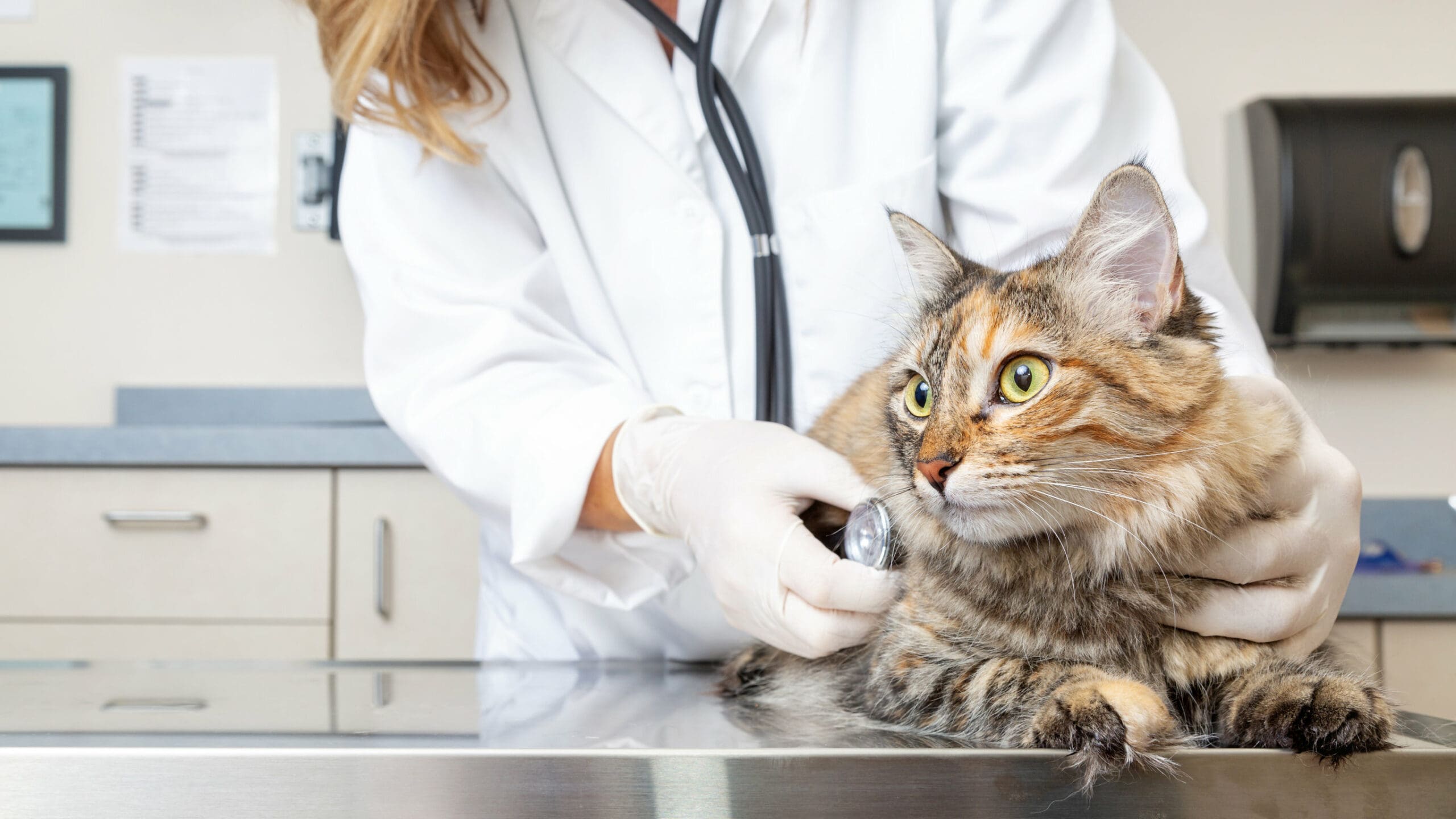 How to Become a Vet