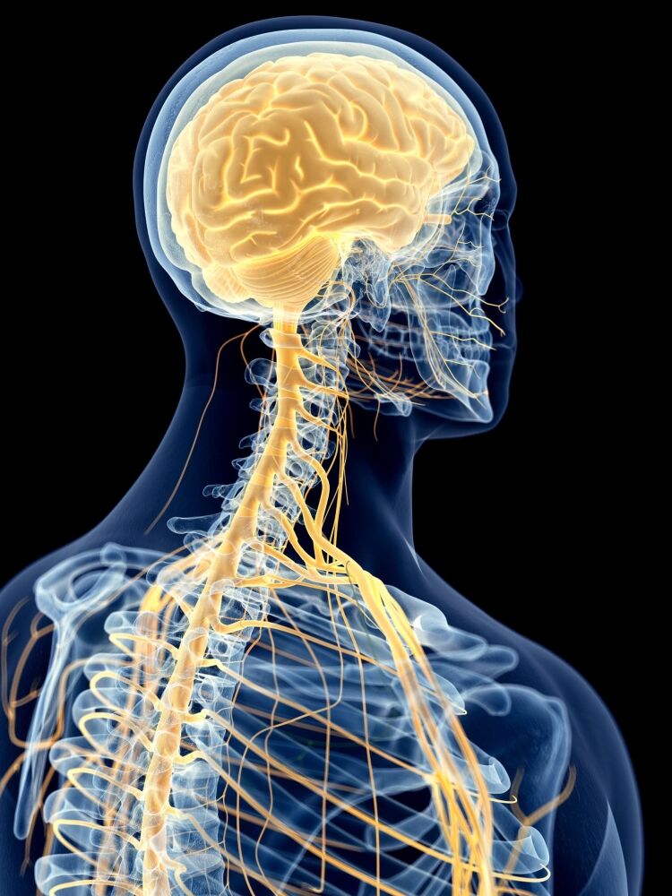 The role of the central nervous system