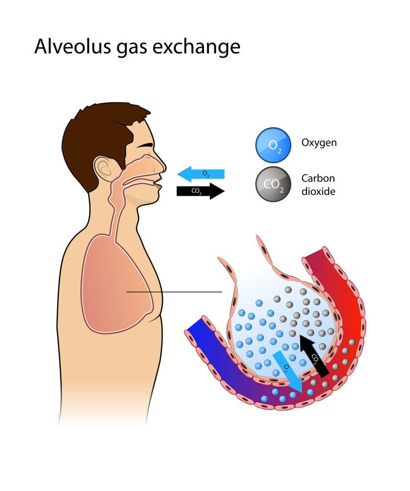 Alveoli and how they are adapted for gas exchange