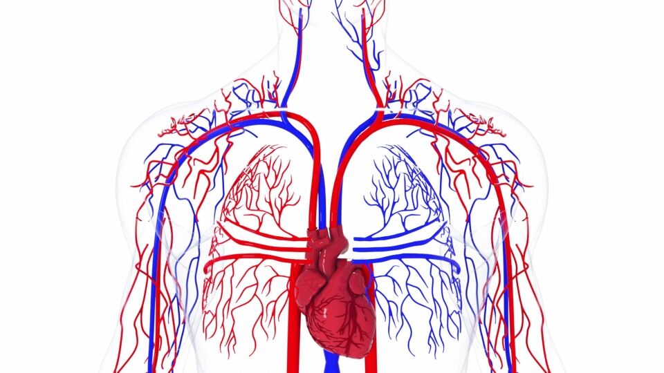 Arteries, veins and capillaries