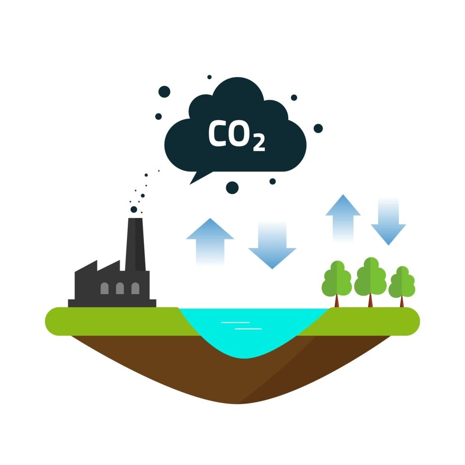 Cycles within ecosystems