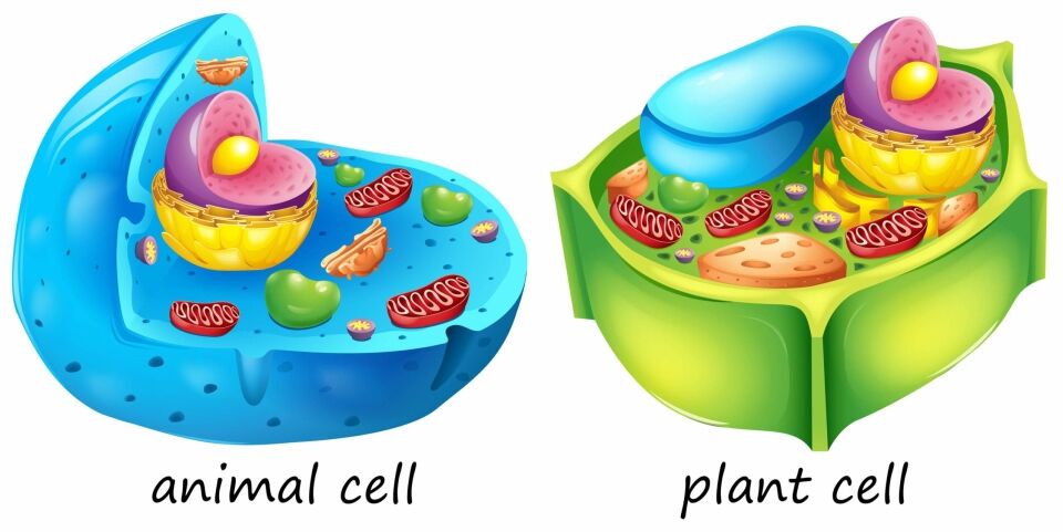 Different types of cells