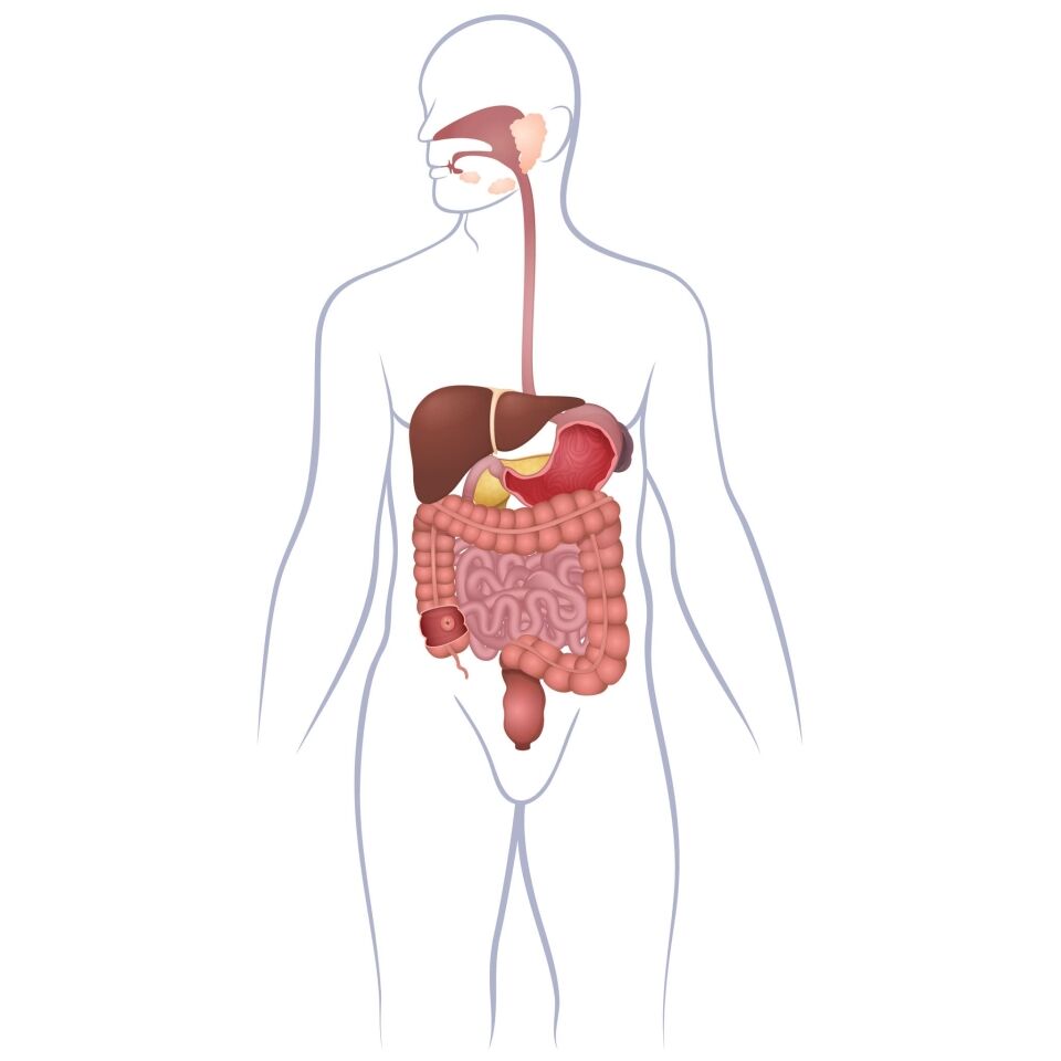 Excretion in humans