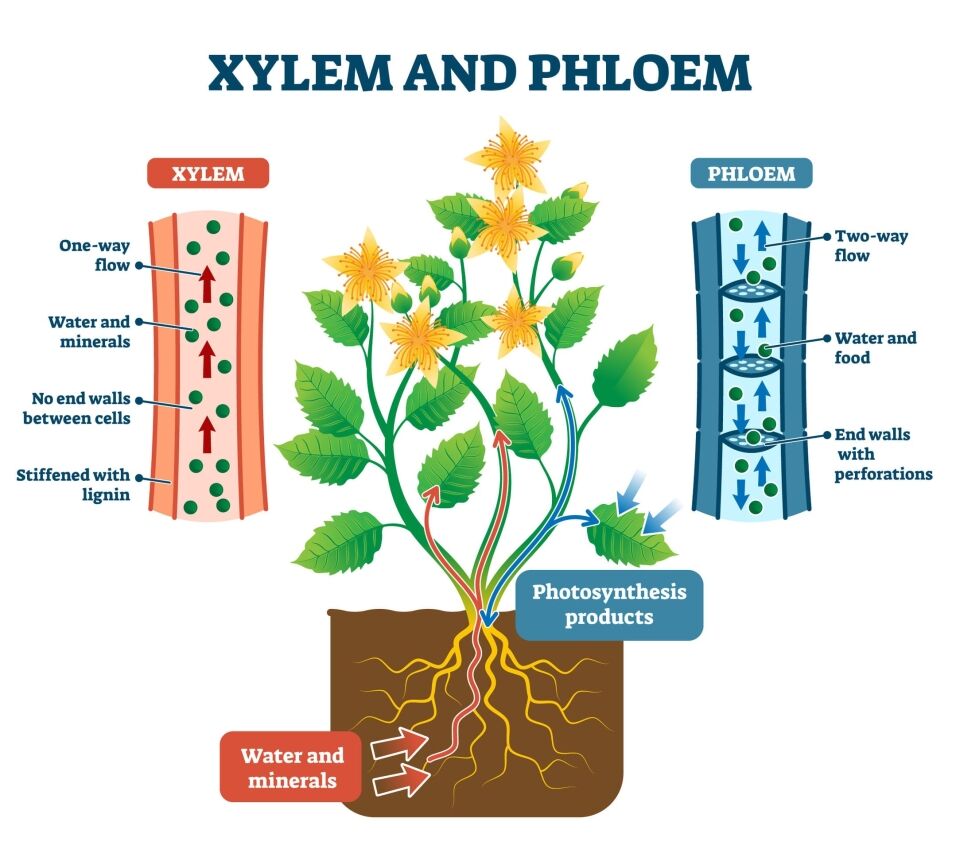 Flowering plants and the role of phloem and xylem