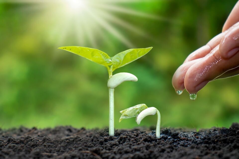 How plants respond to stimuli