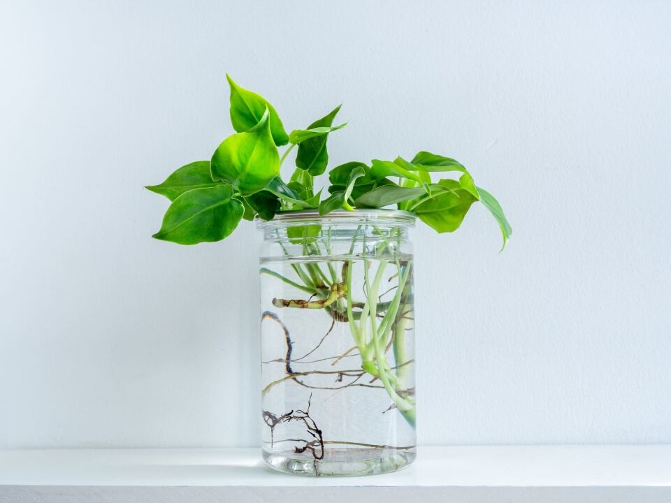 How water is absorbed by root hair cells
