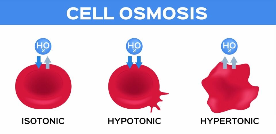 Movement of substances into and out of cells