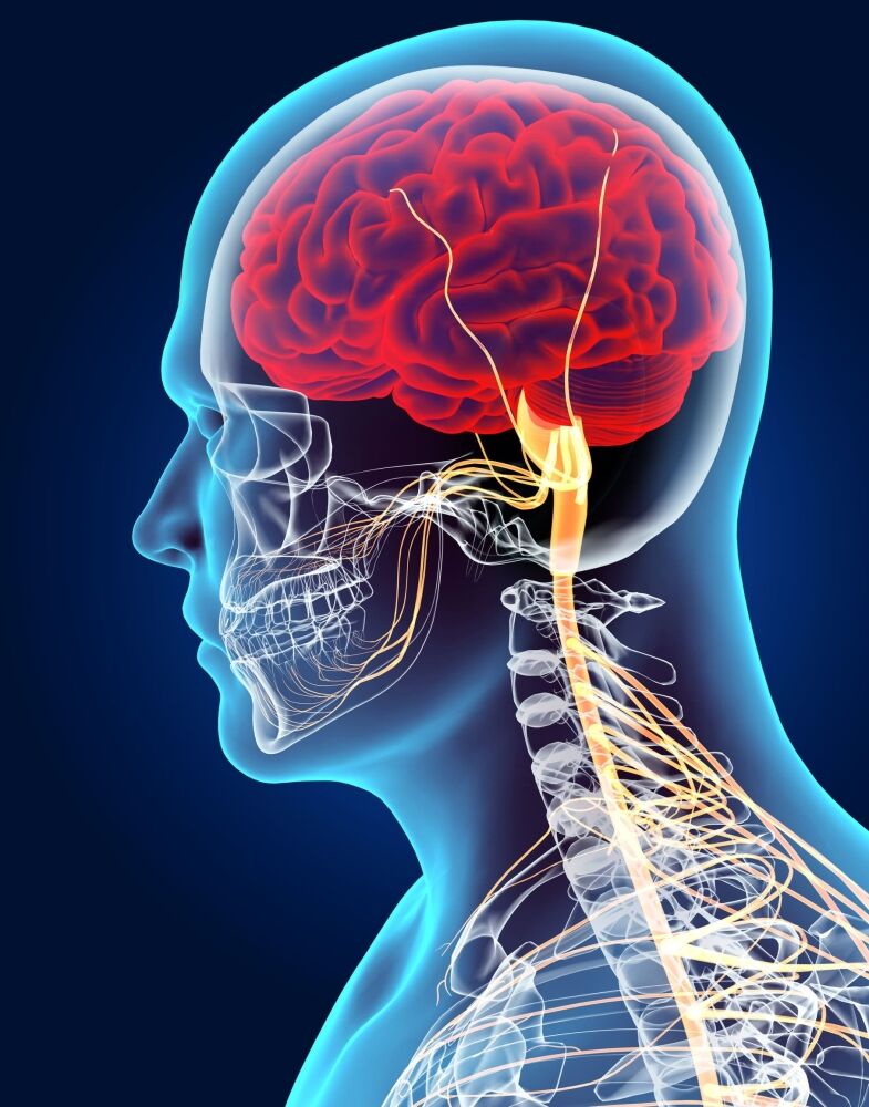 Neurons and the Central Nervous System