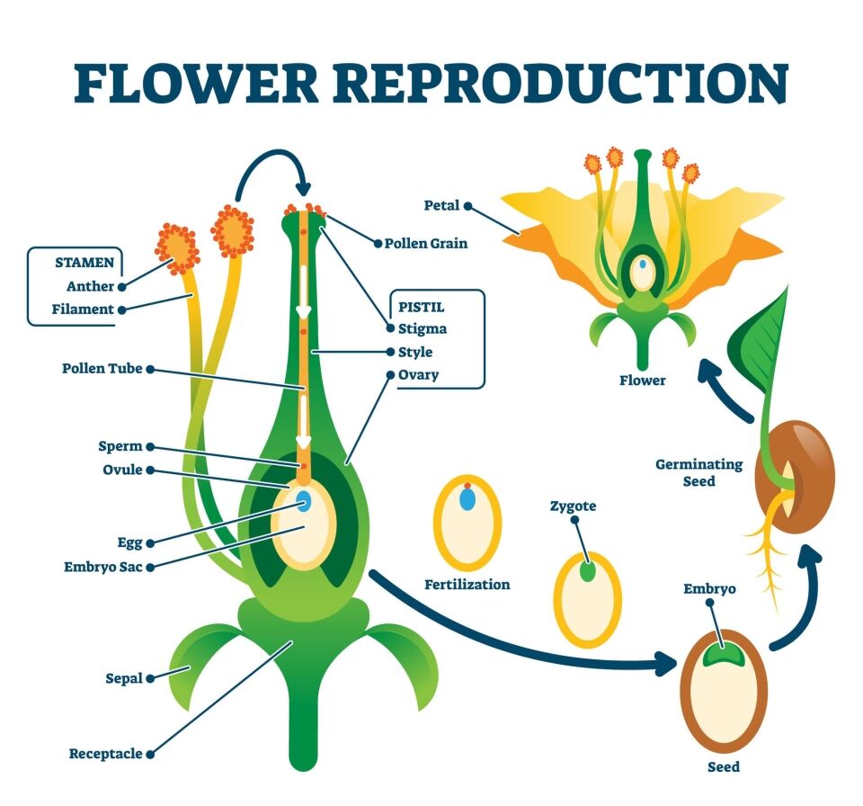 Sexual reproduction in flowering plants