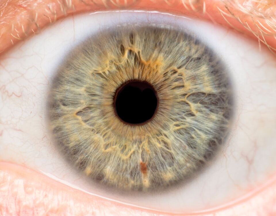 The human eye