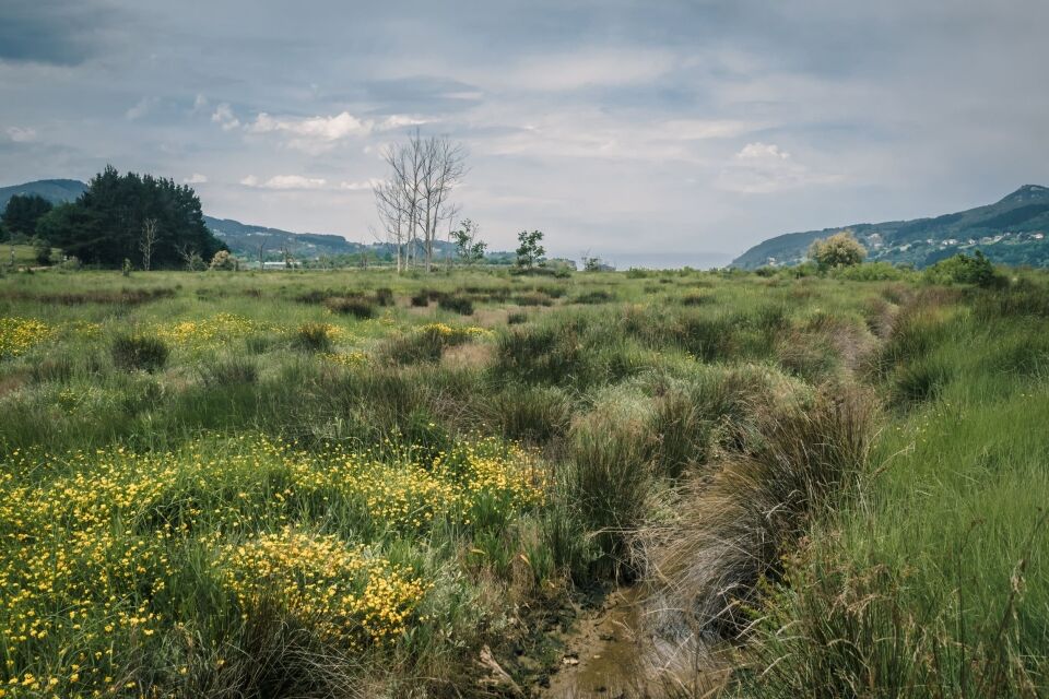 The organism in the environment