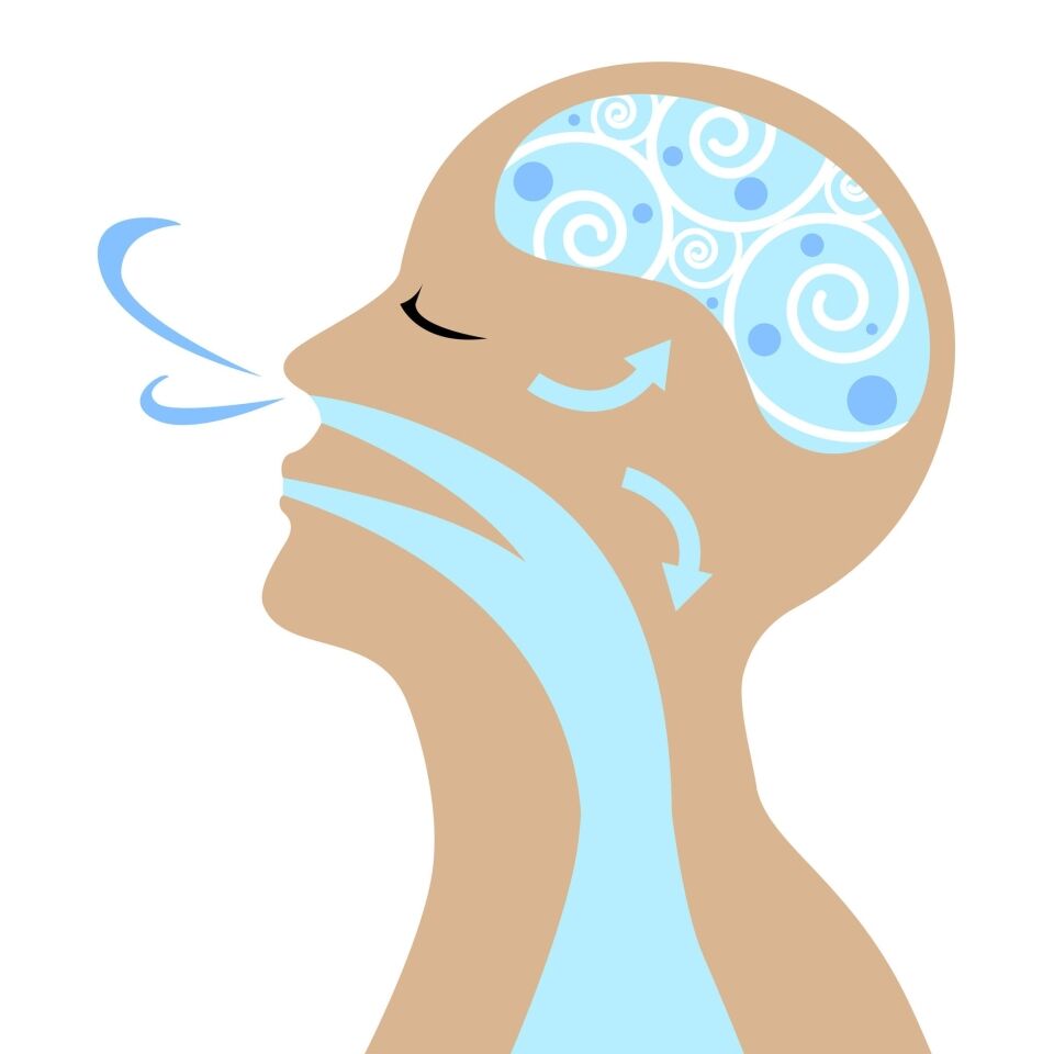 The process of respiration