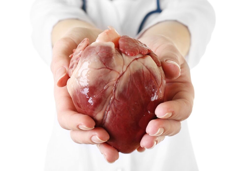 The structure of the human heart and its functions