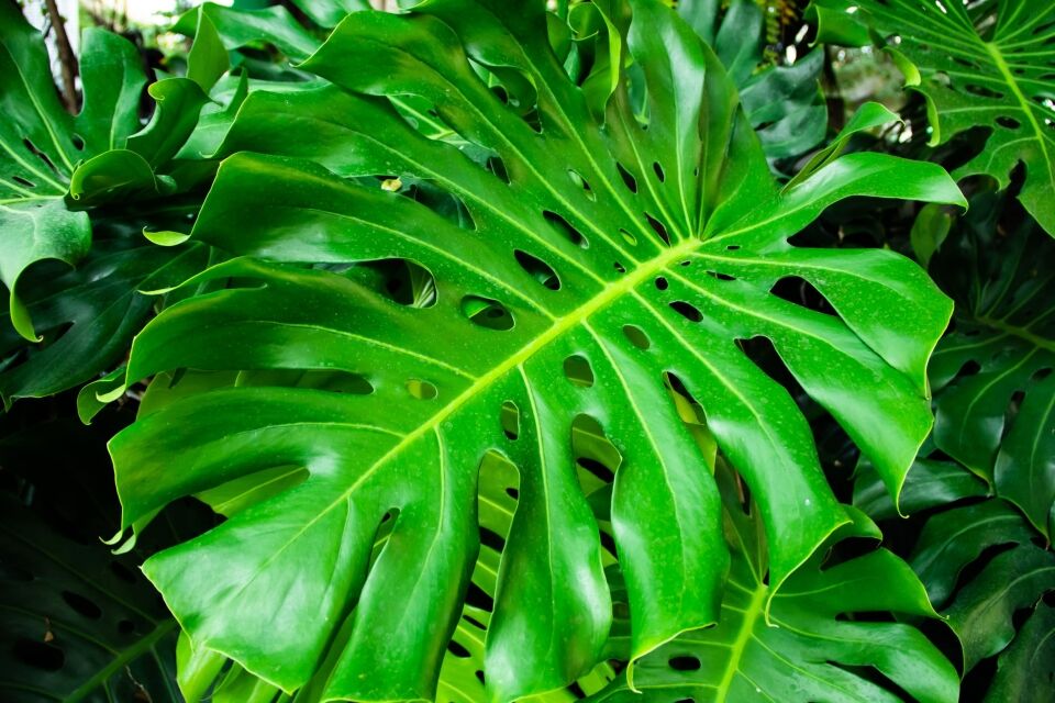 Transpiration