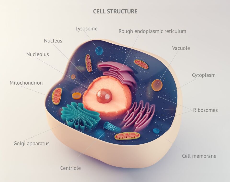 cell organisation levels