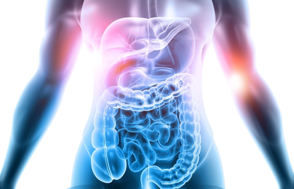 digestive system