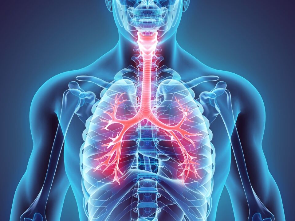 The respiratory system in humans