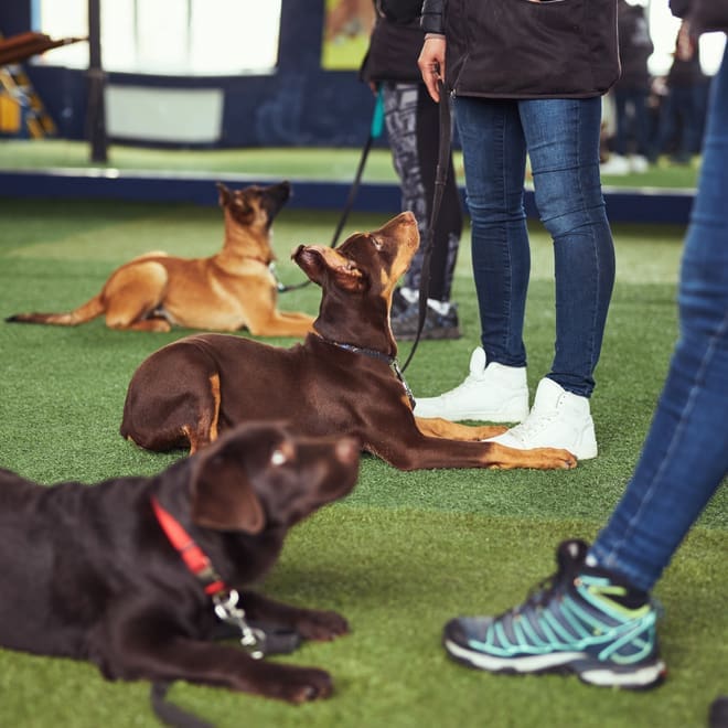 Dog Training Level 3