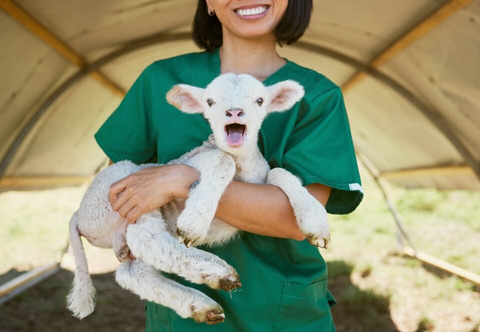 The Benefits of Working With Animals