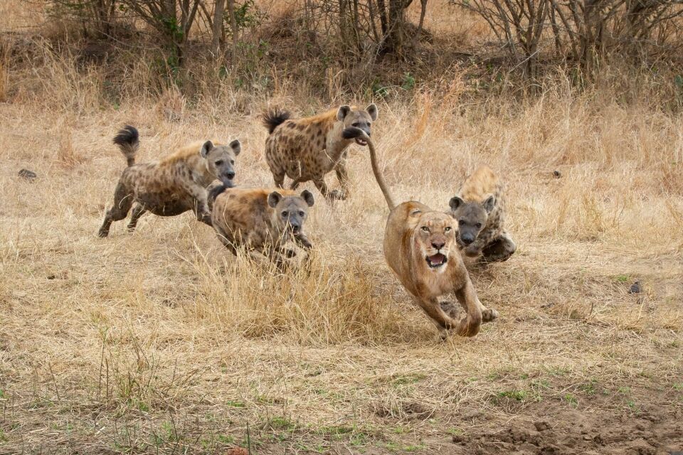 Understanding Animal Behaviour