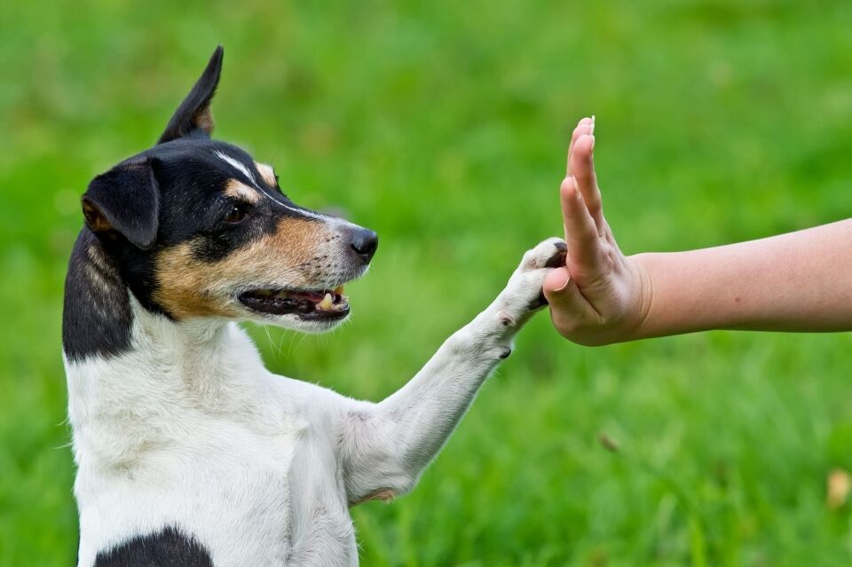 Understanding Animal Training - Positive Reinforcement Techniques