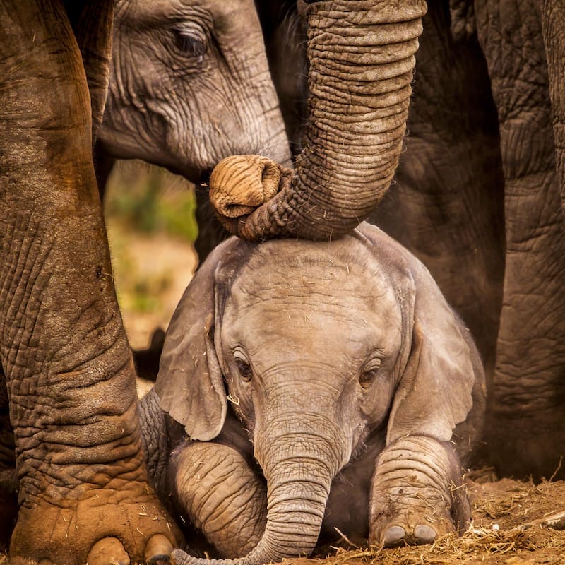 Wildlife Conservation Level 3